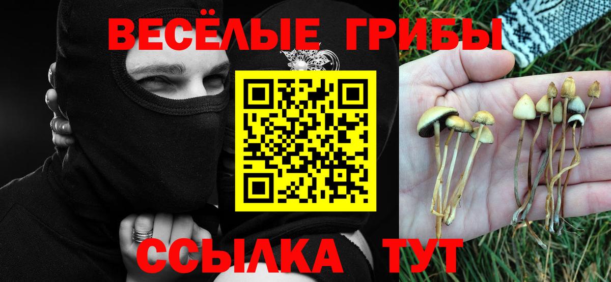 Зеленогорск  Галлюциногенные грибы мицелий  Псилоцибиновые грибы Cubensis  Вход с VPN 
